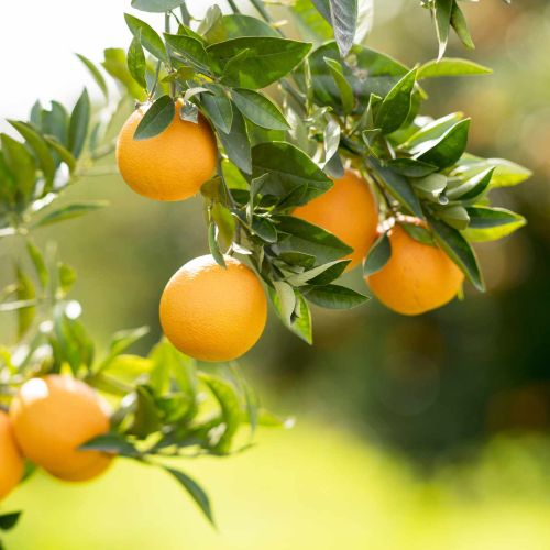 تاثیر کود سولفات منیزیم بر بهبود رشد و عملکرد مرکبات: بررسی جامع و آماری